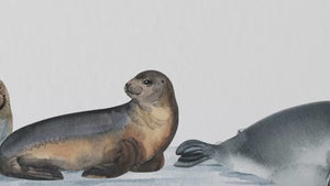 Seals -ocean animals wall decal set